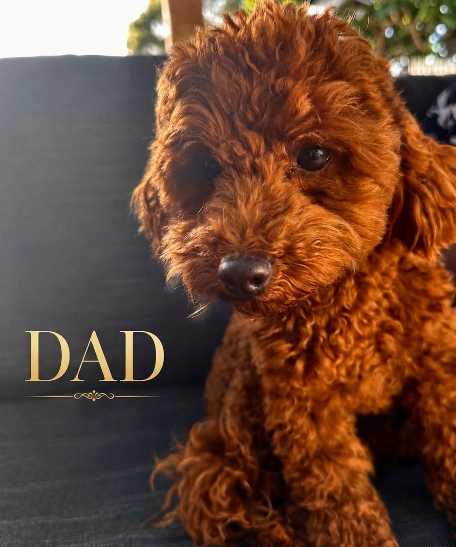 Dad of the current Ramel Cavoodle litter