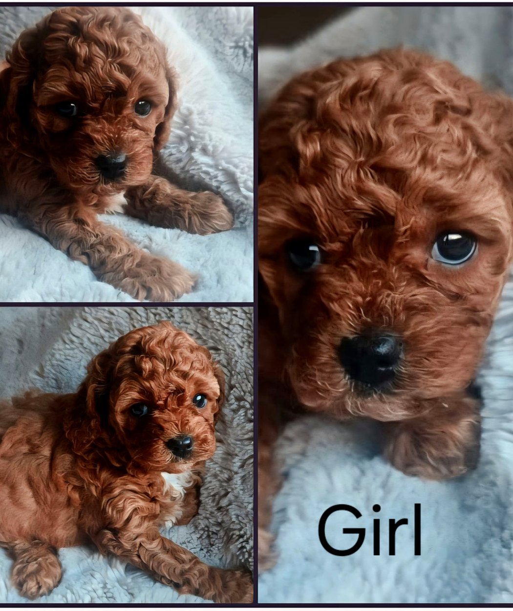 Two five-week ruby Cavoodle puppies