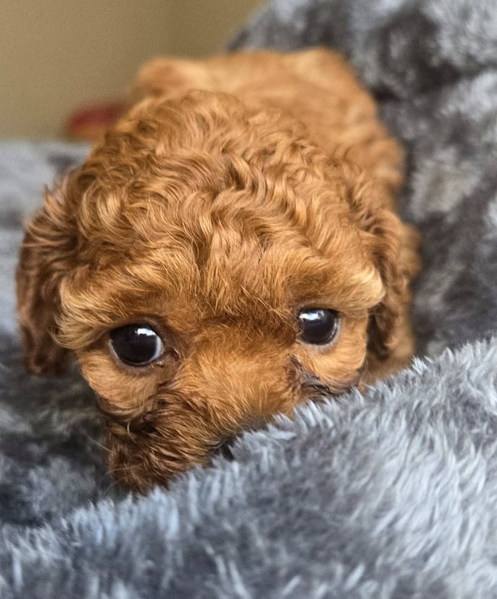 Ramel puppy sitting on a grey bed