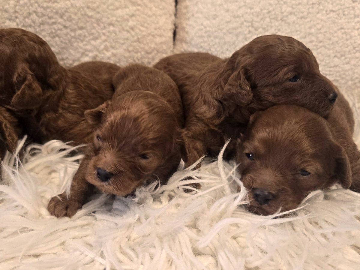 Newborn ruby Cavoodle puppies resting together