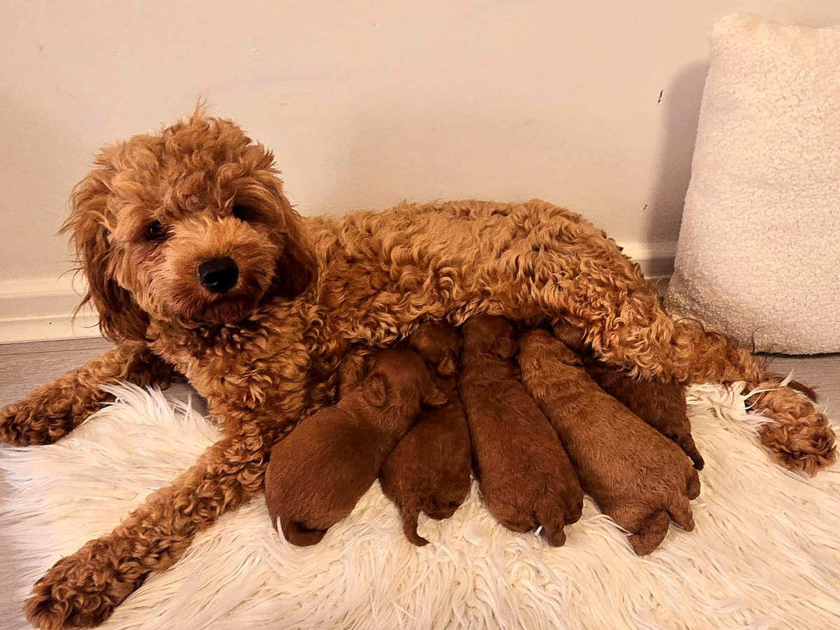 Previous ruby Cavoodle litter nursing with mum