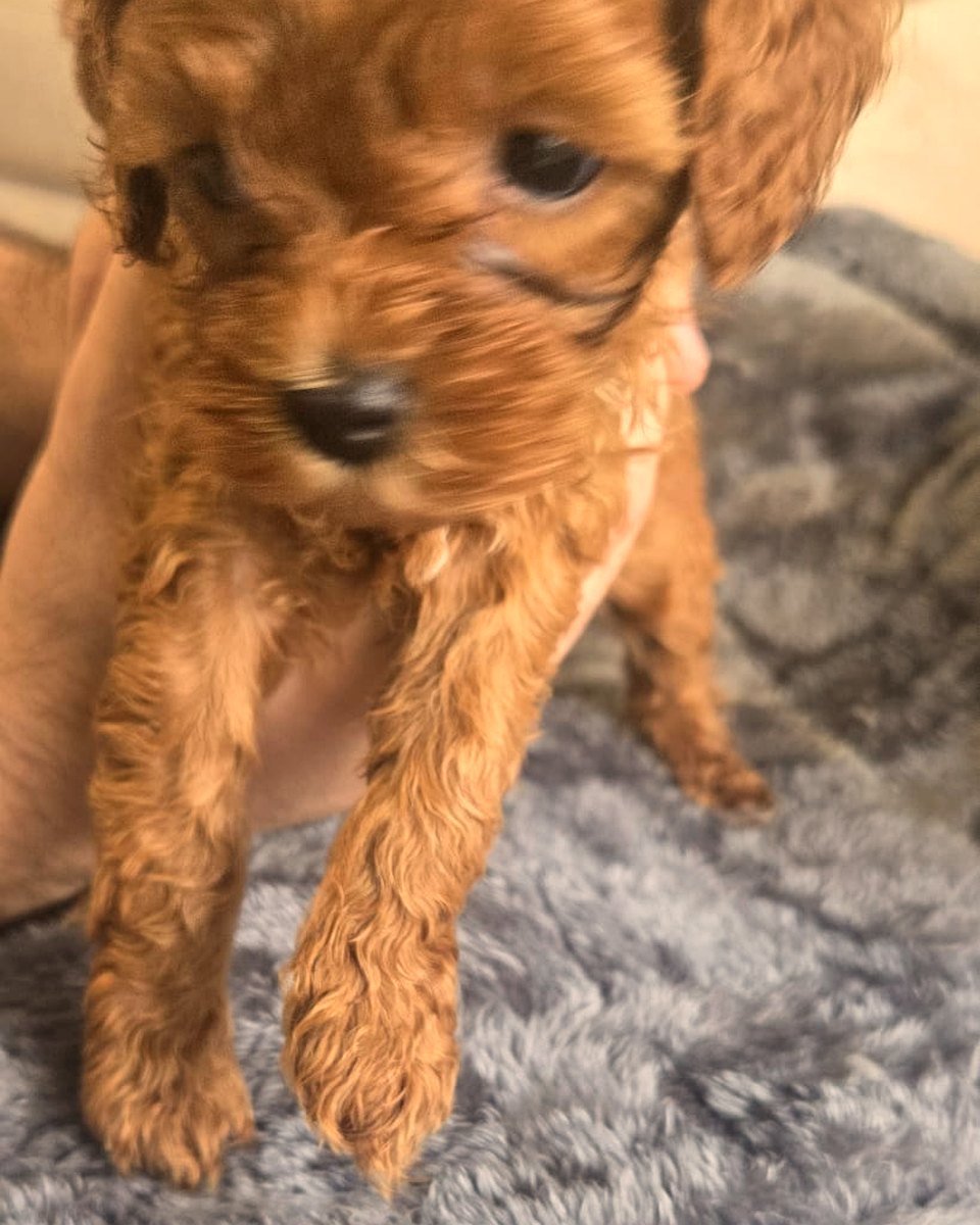 Ruby Cavoodle puppy sitting on a blanket