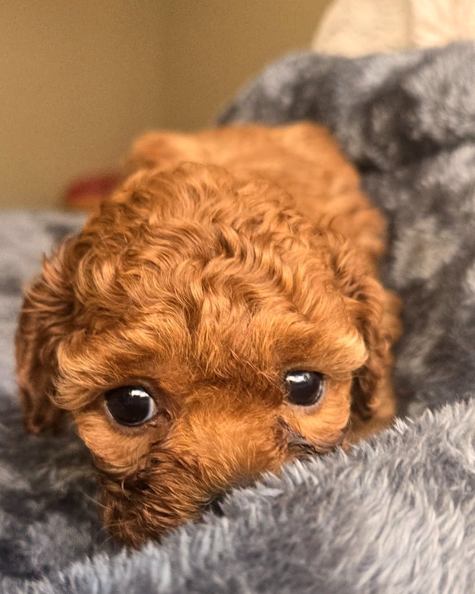 Ruby Cavoodle puppy resting at home