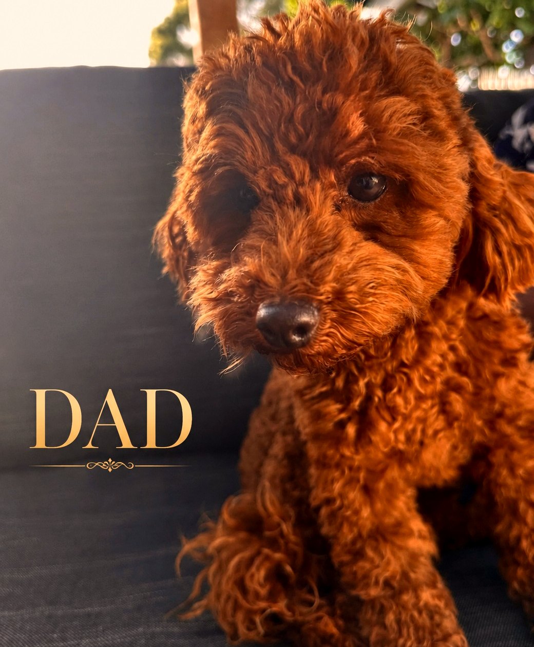 Toy Poodle dad of the previous litter