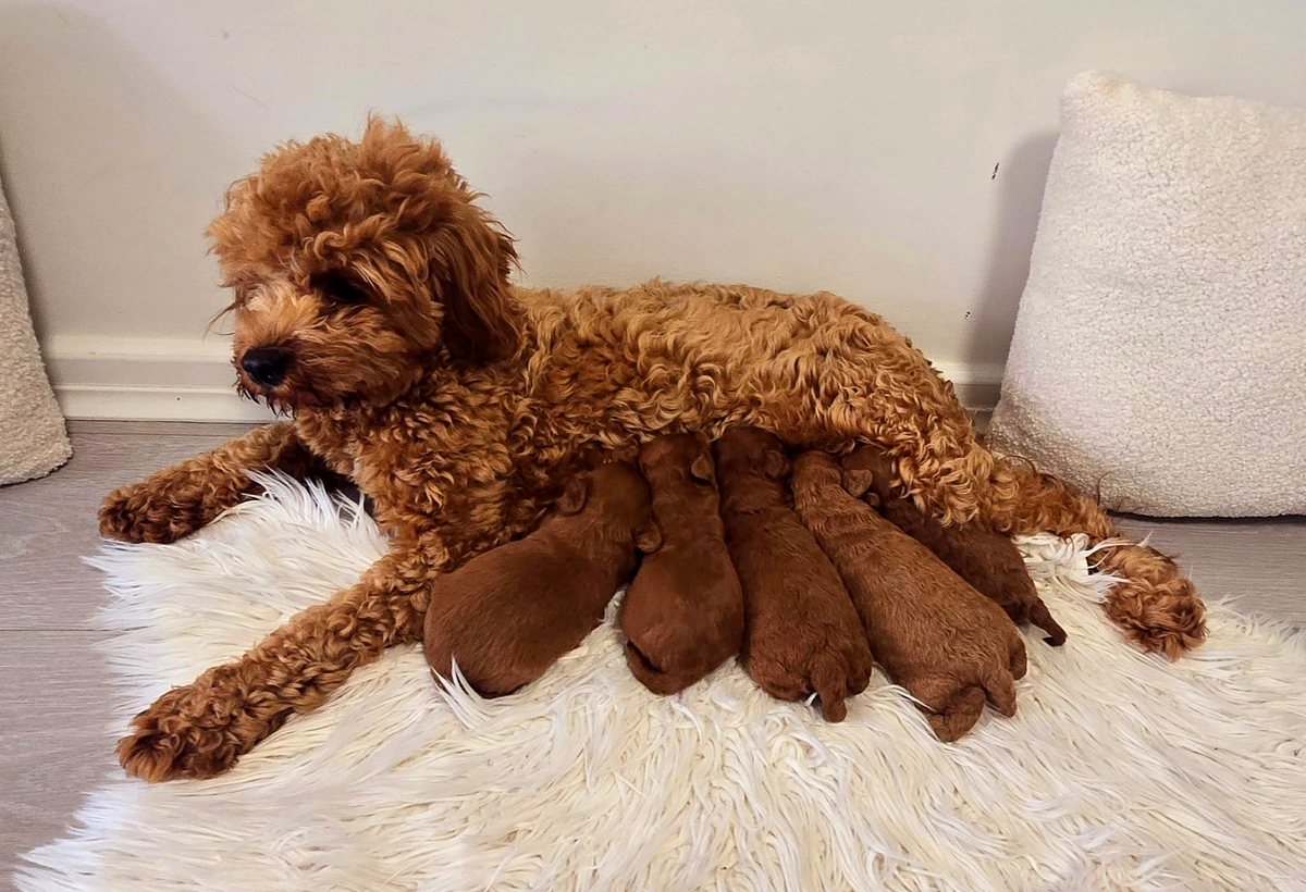 Ramel Cavoodle mum nursing her current litter